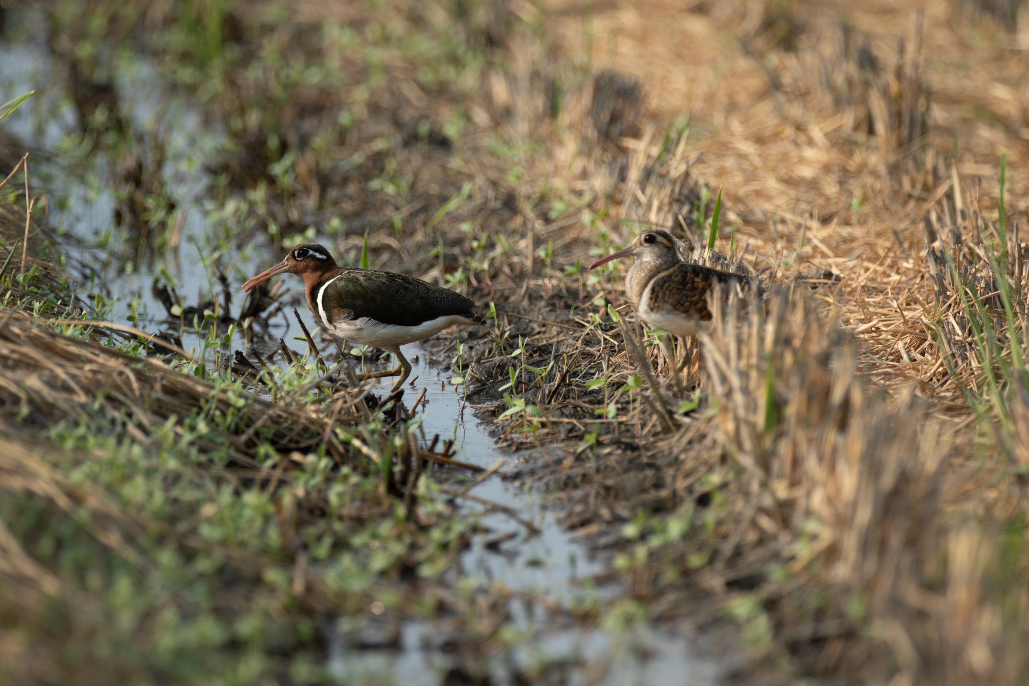 彩鷸Rostratula benghalensis