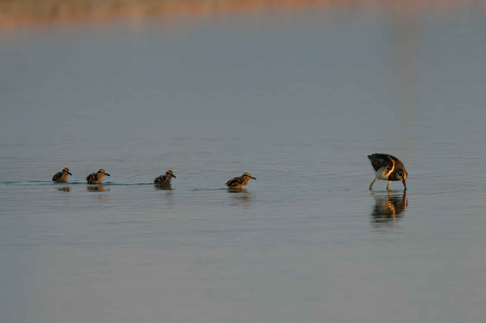 獨自帶領幼鳥覓食的彩鷸雄鳥