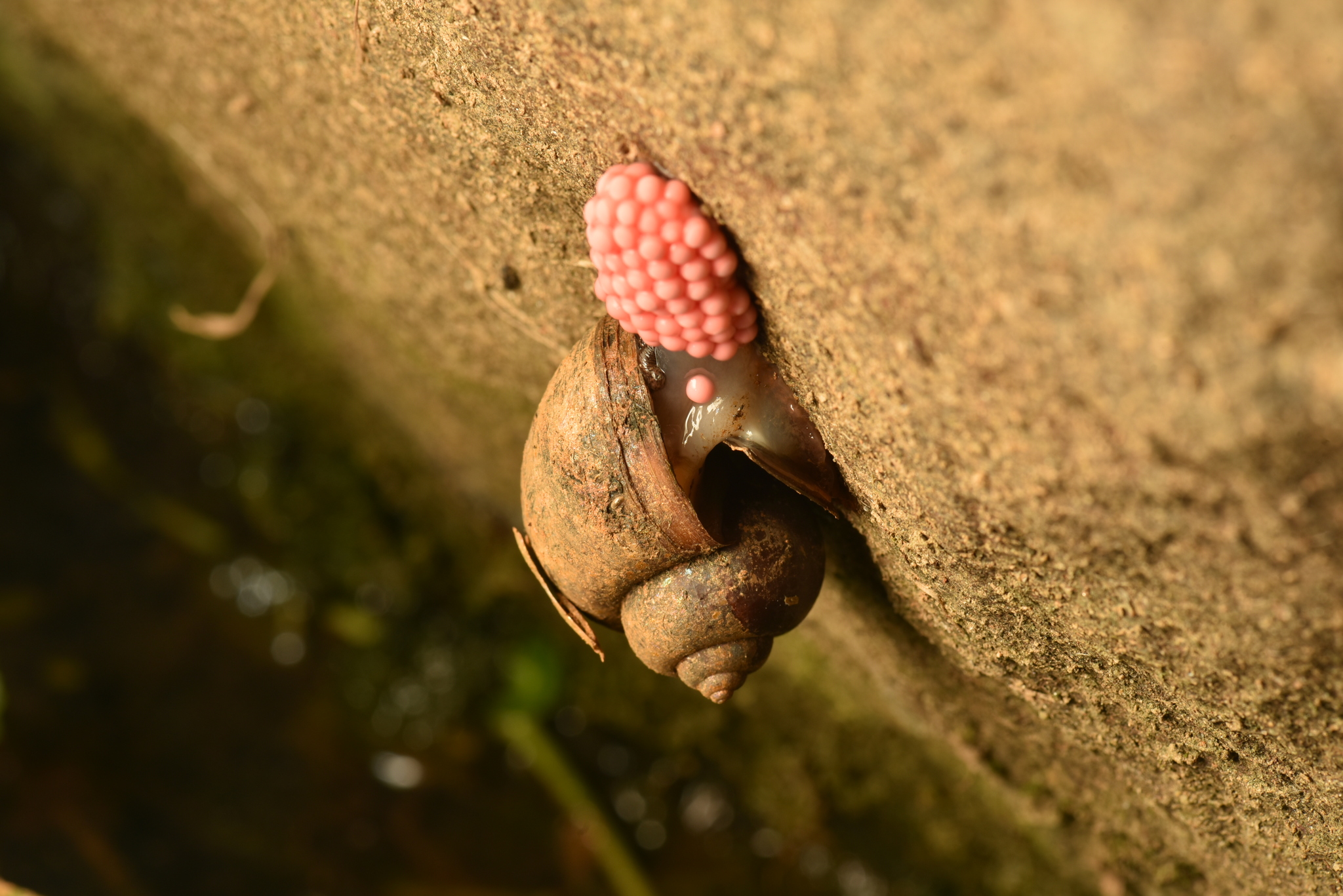 福壽螺Pomacea canaliculata