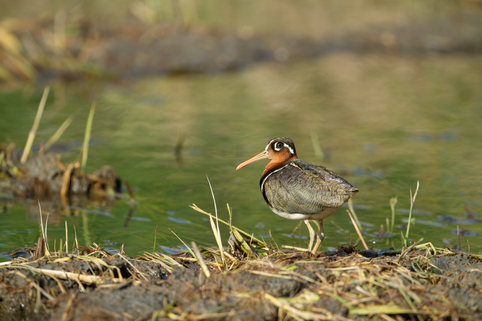農田保水期常可看到彩鷸。