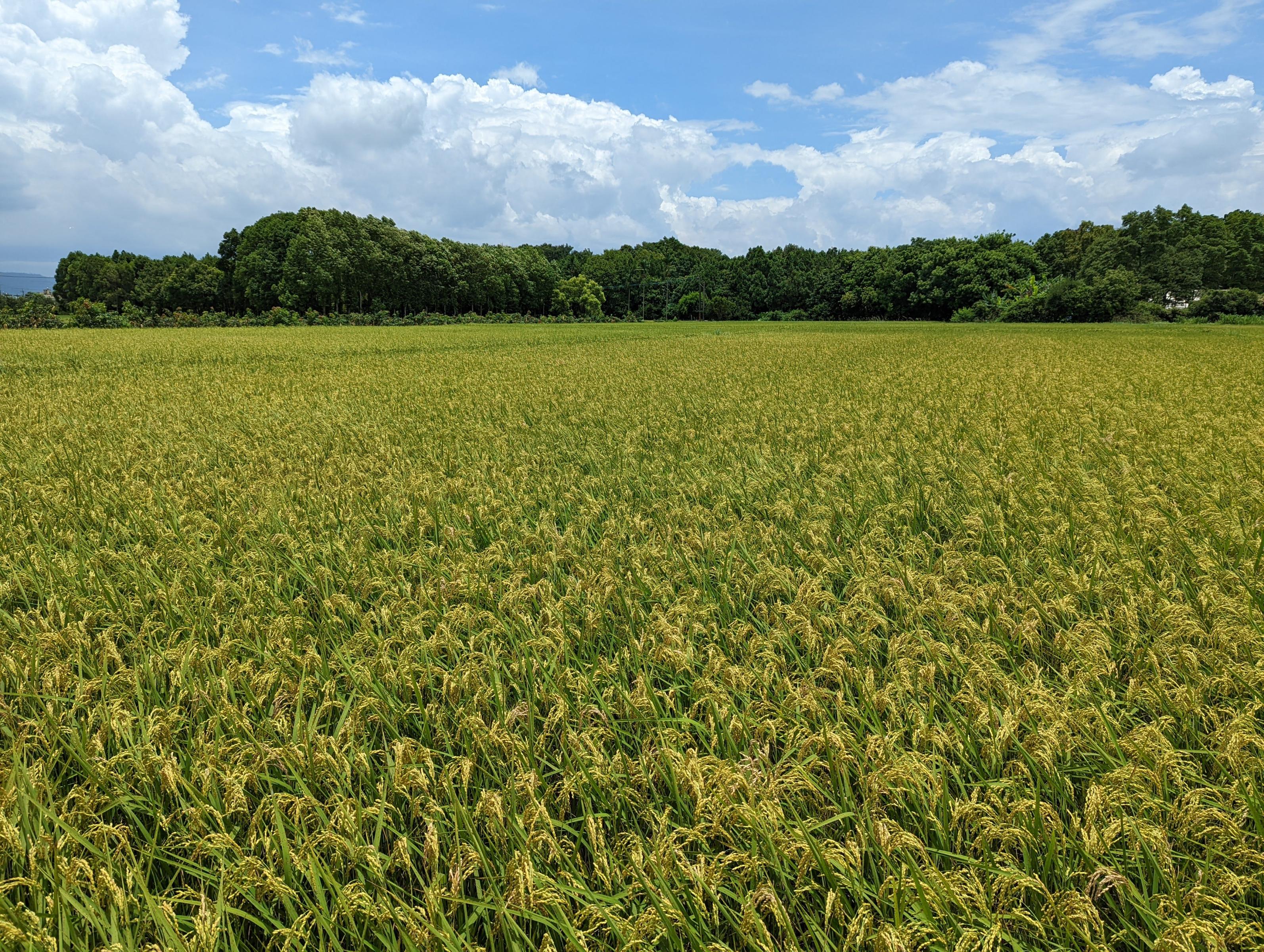 平地造林的「純園」（後方樹林）提高在地的生物多樣性。