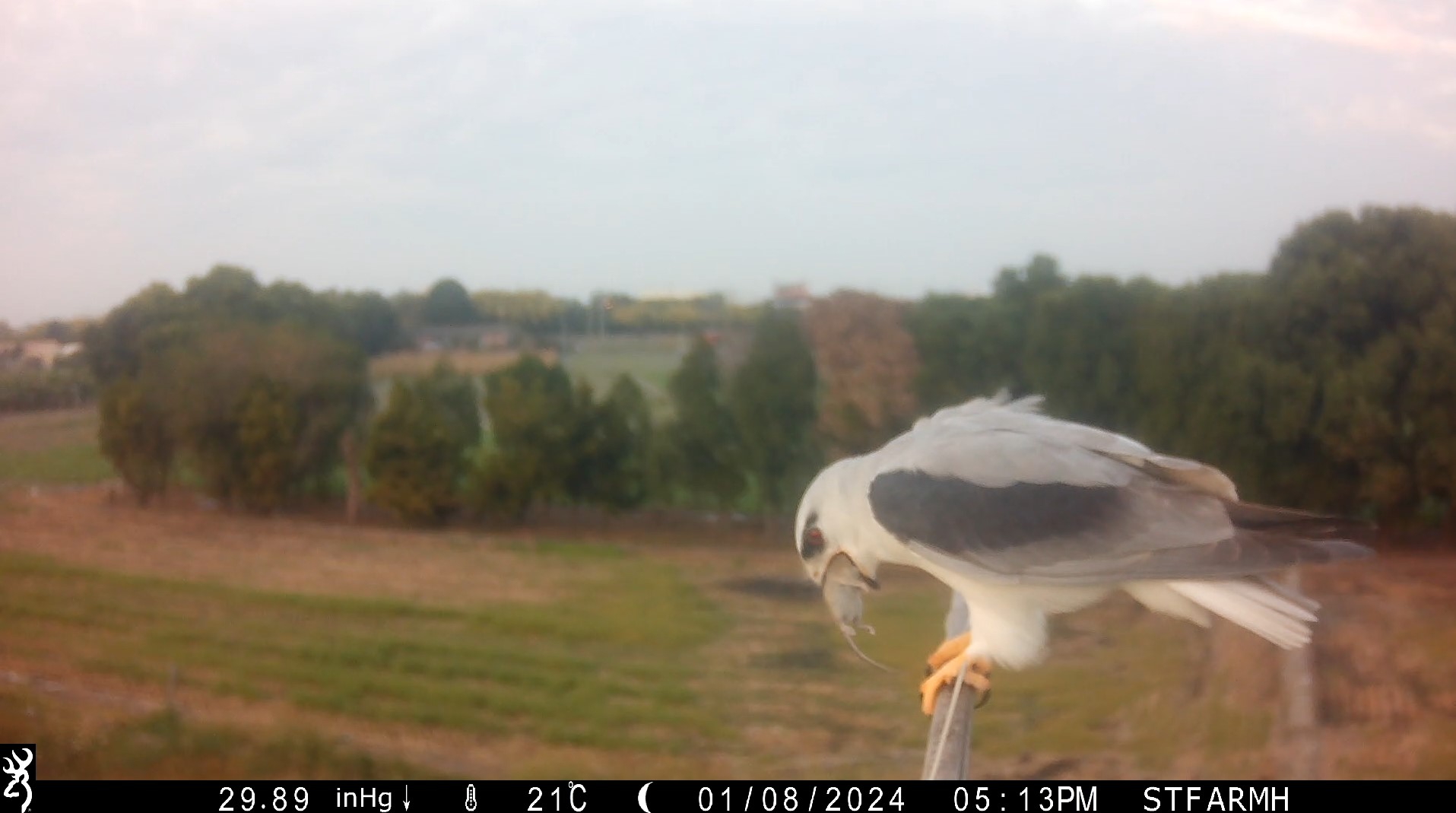 純園旁稻田裡架設的棲架拍攝到黑翅鳶捕食田間鼠類的畫面