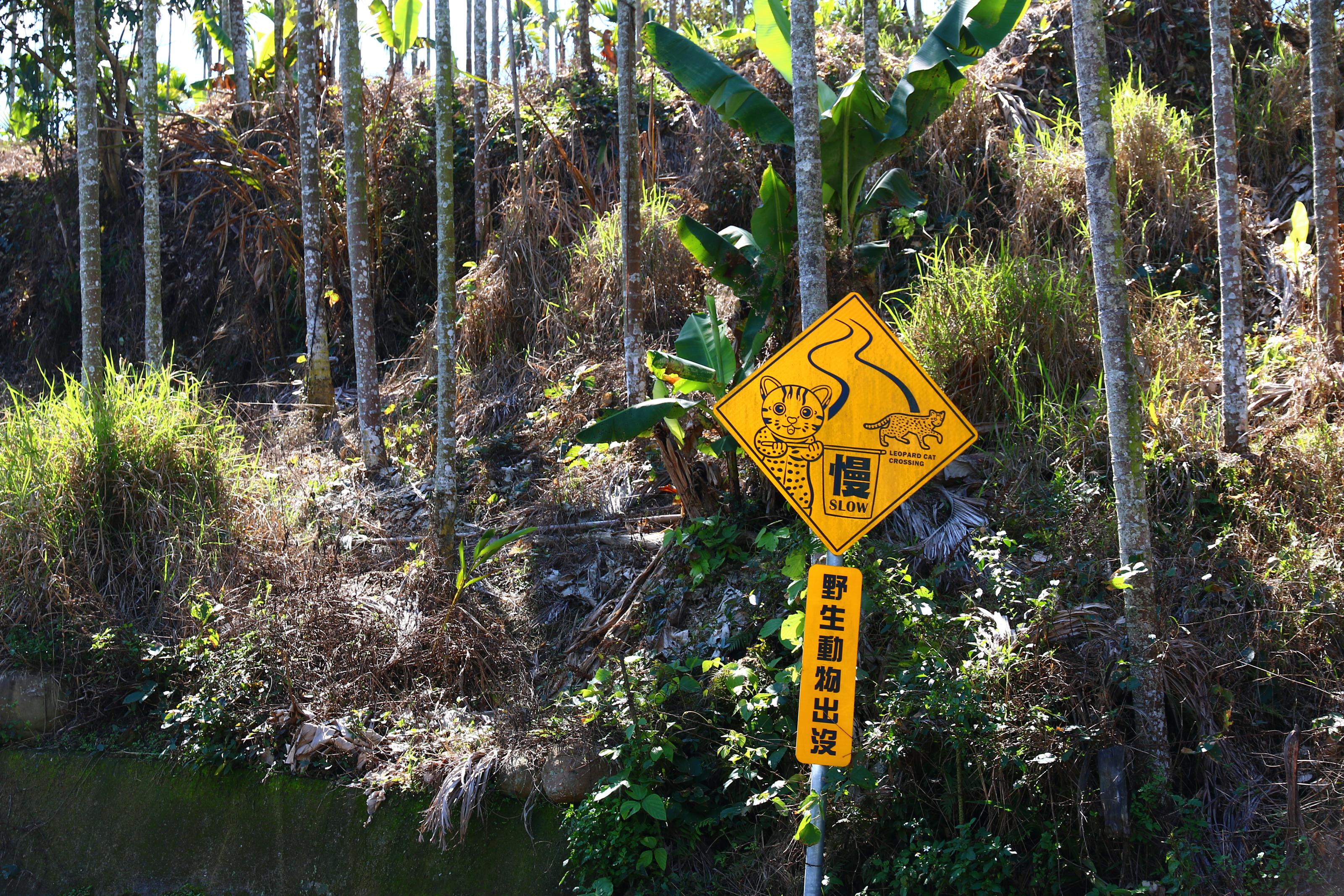 在石虎出沒頻繁的路上設置警告標誌，提醒用路人放低車速，降低石虎被路殺的機率。-1