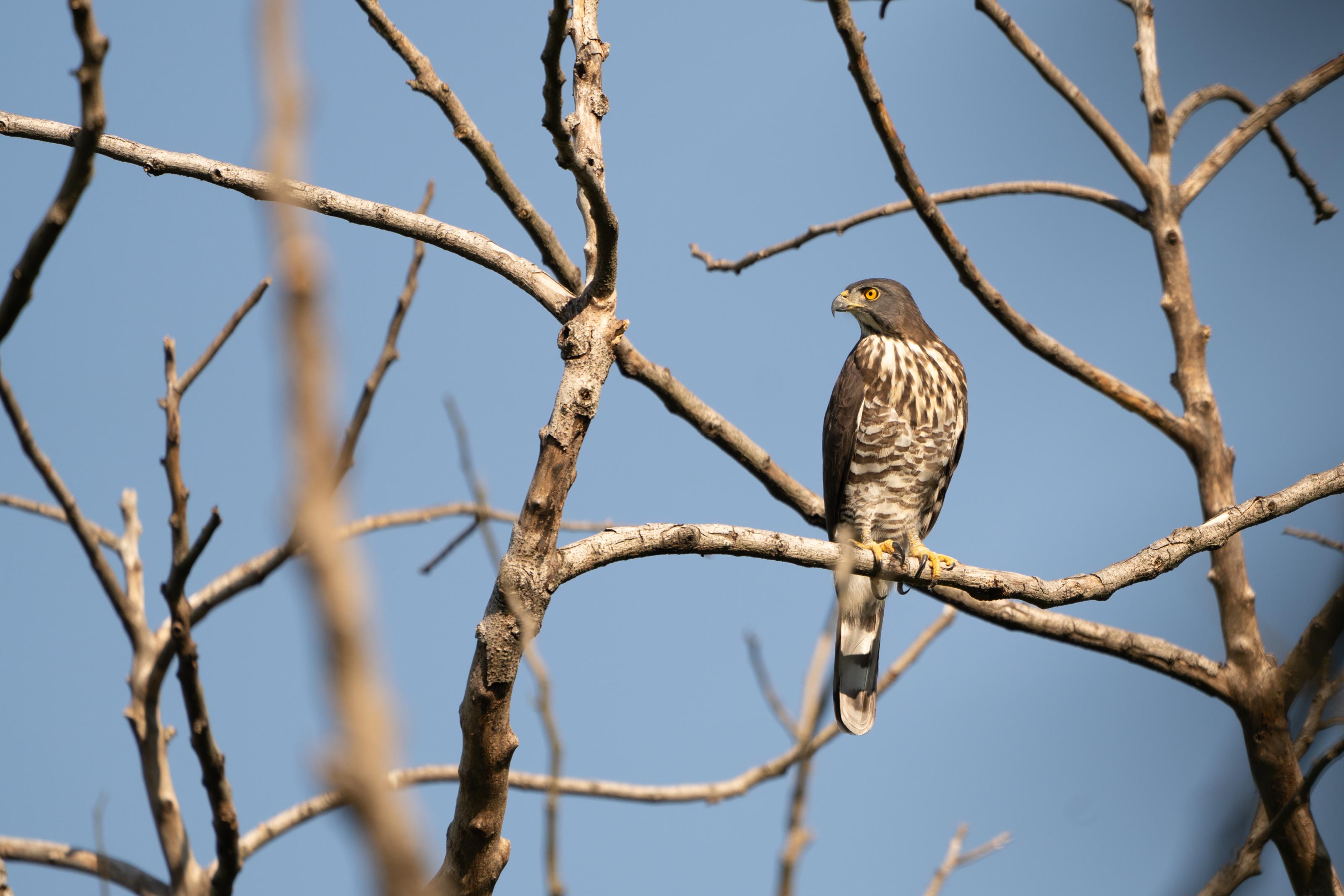 淺山至平地常見的日行性猛禽—鳳頭蒼鷹