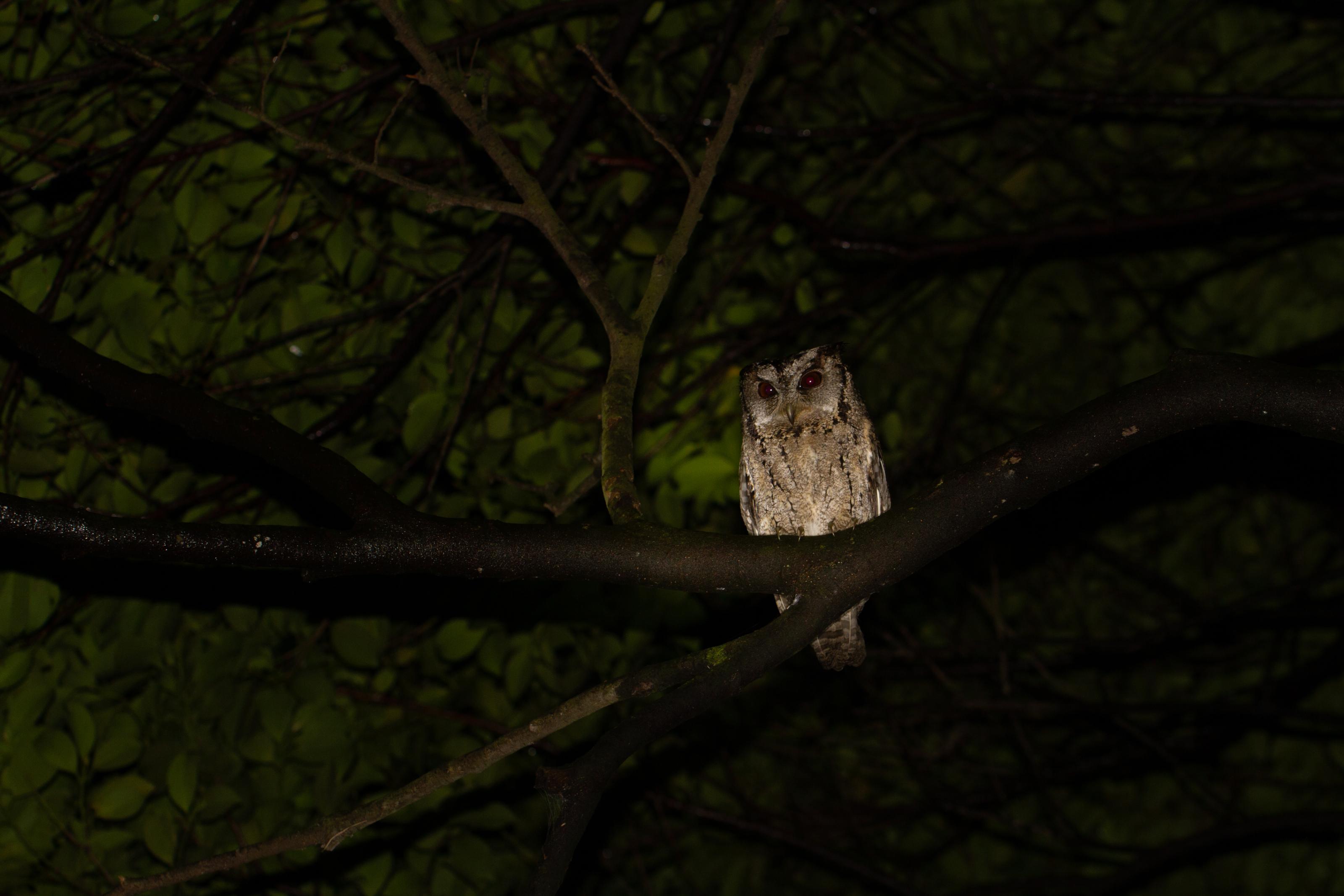 淺山至平地常見的夜行性猛禽—領角鴞