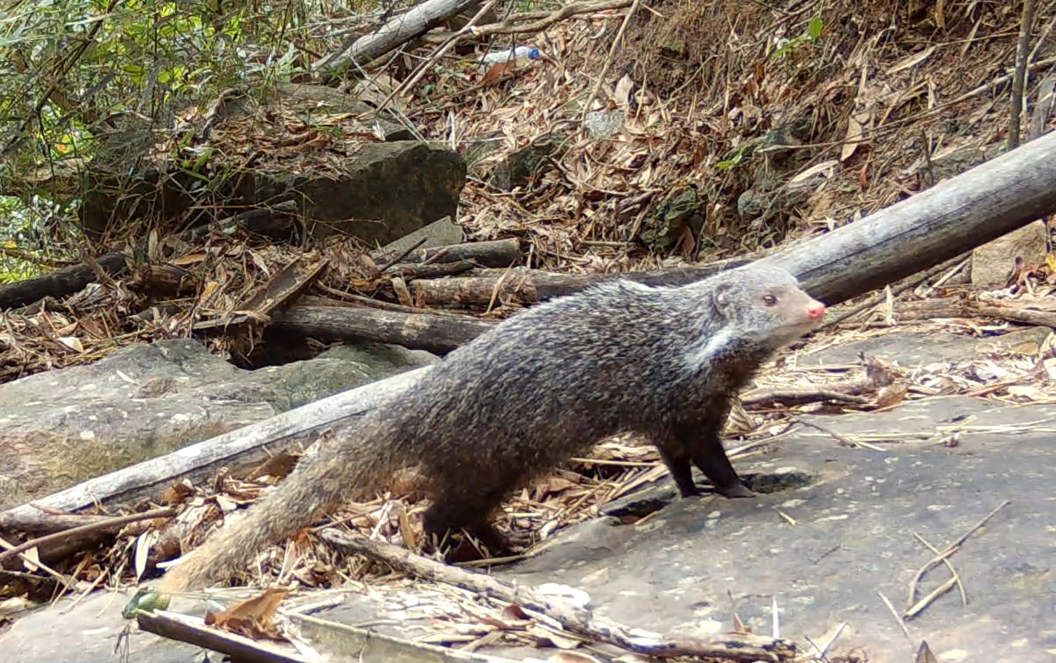 淺山至平地常見的夜行性猛禽—食蟹獴