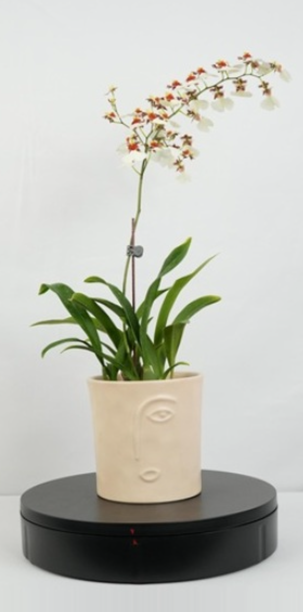 文心蘭‘台中5號’-白色佳人