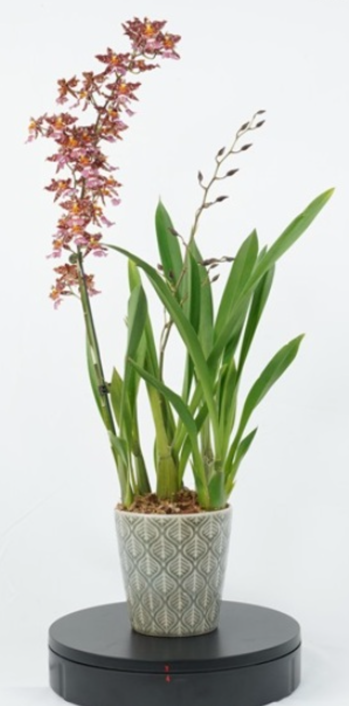 文心蘭‘台中6號’-美夢