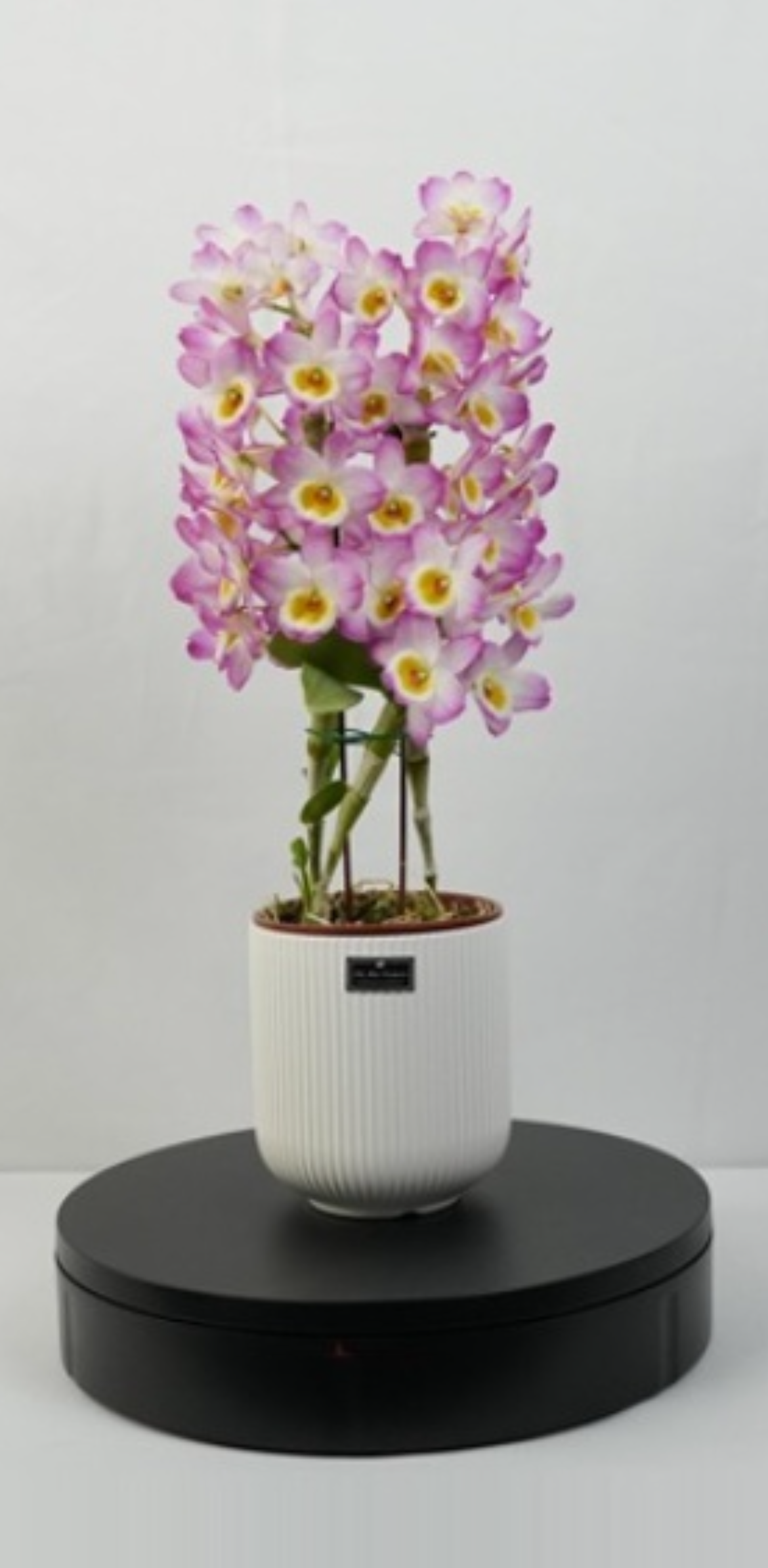 石斛蘭‘台中7號’-香甜泡泡