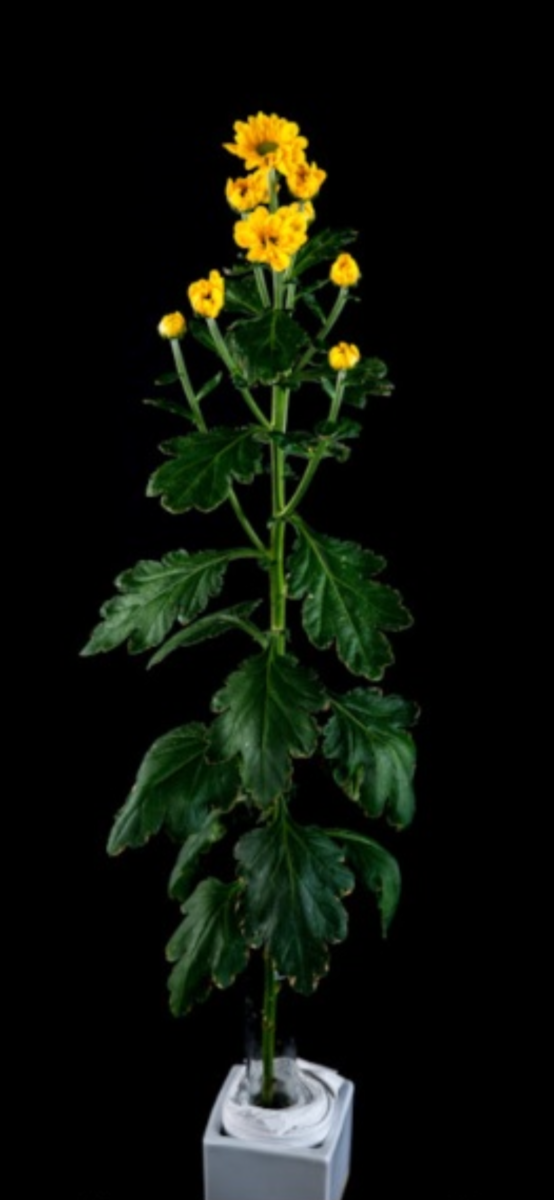 菊花台中13號-晨光檸夢
