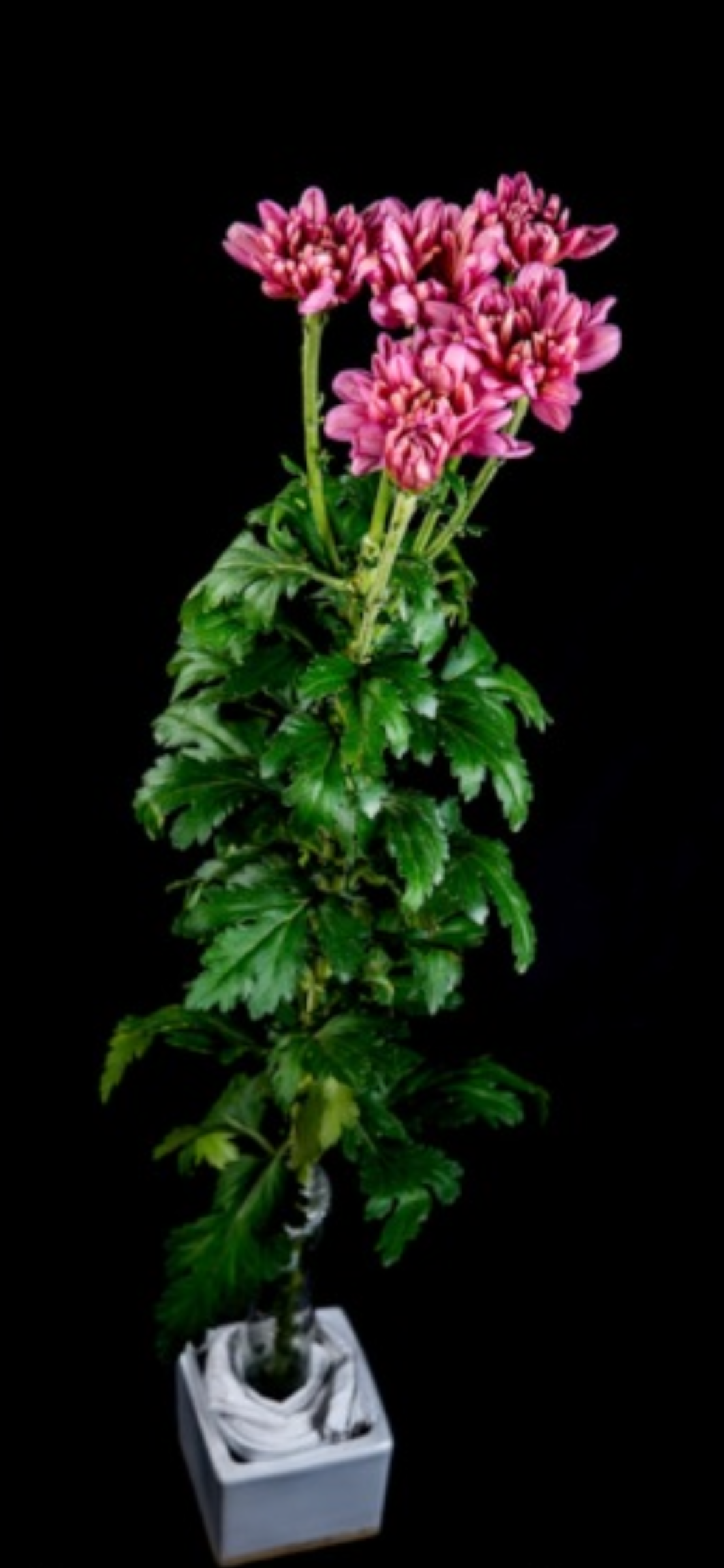 菊花台中9號-櫻粉