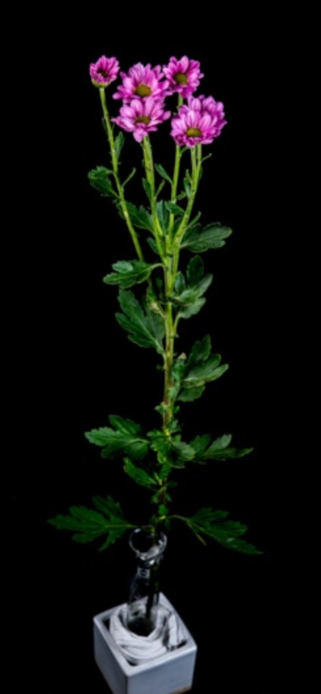 菊花‘台中10號’-艾琳娜