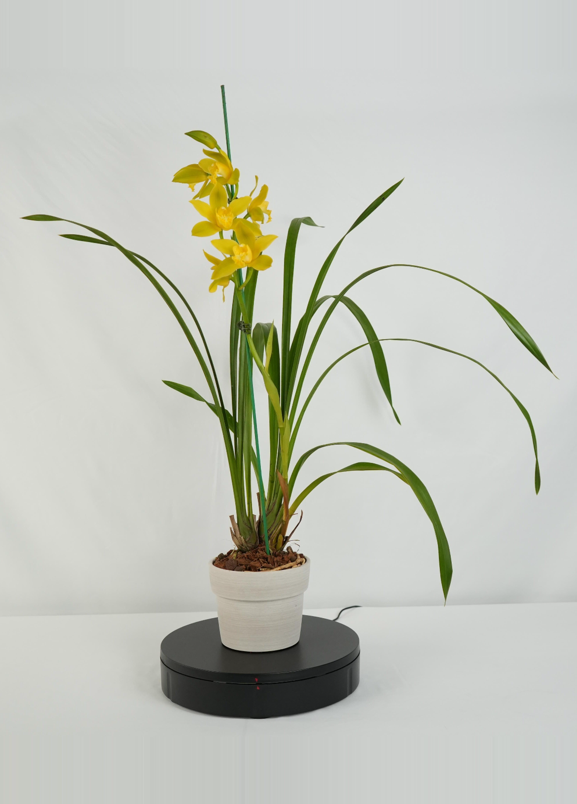 蕙蘭-Yellow Candy ‘PC1354’