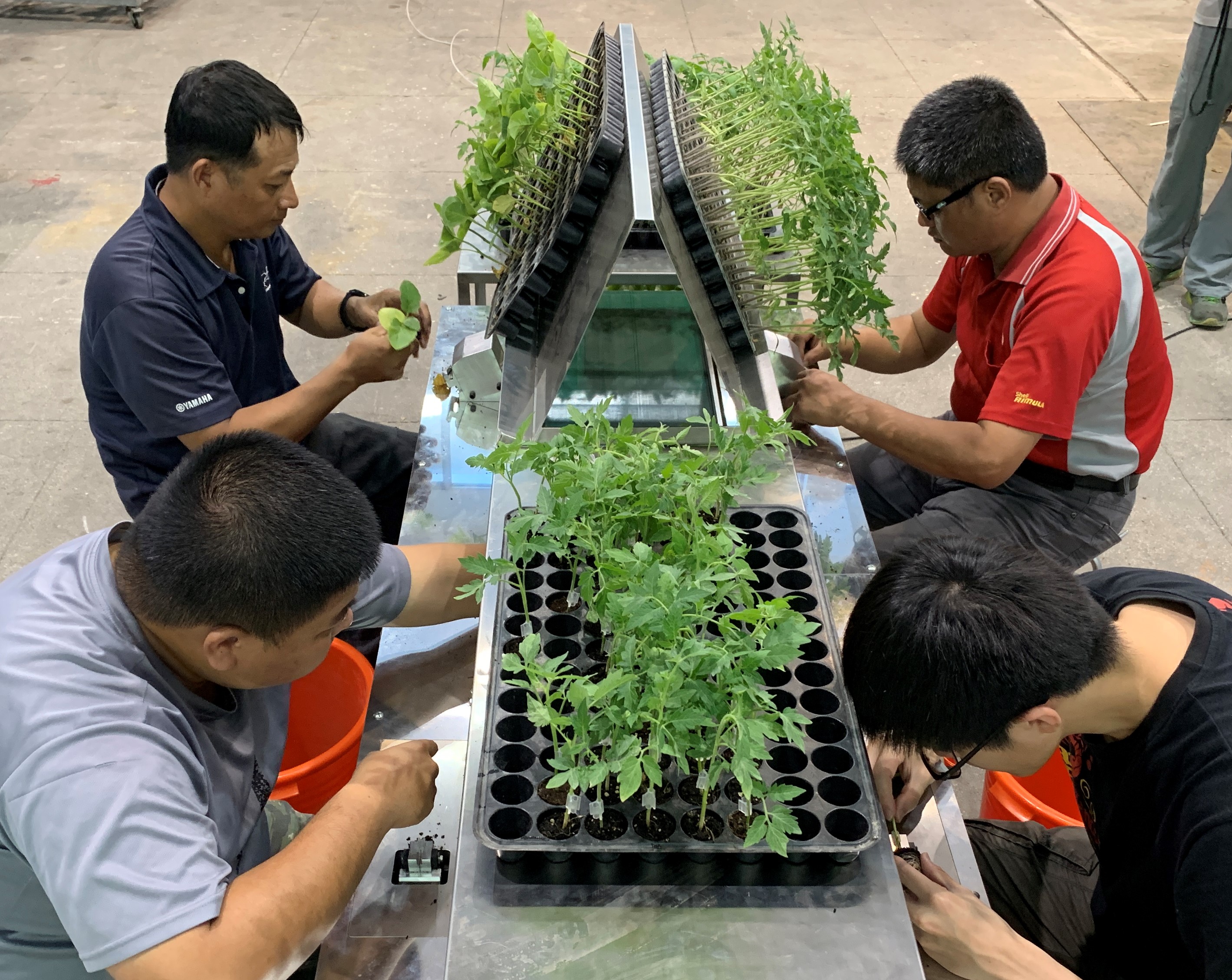 Tomato seedling grafting machine with Conveyor