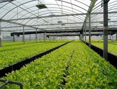 Hydroponic vegetable industry