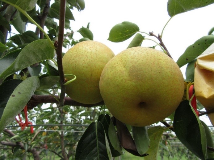 Pear 'Taichung No. 5' with delicate and juicy pulp