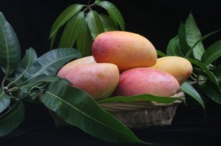 Mango 'Taichung No. 1' with delicate pulp and less fiber