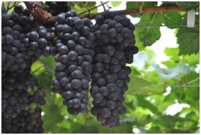 fruit cluster of Grape 'Taichung No. 4'