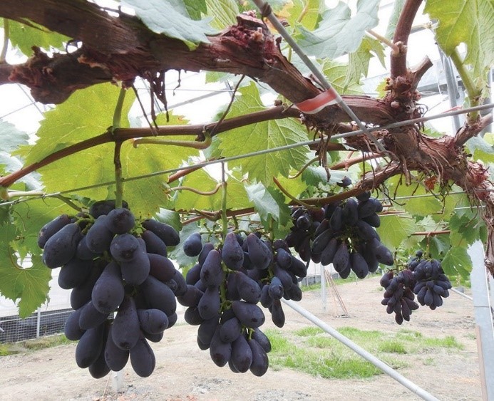 Grape 'Taichung No. 6' with special shape and comparable to sapphire grapes