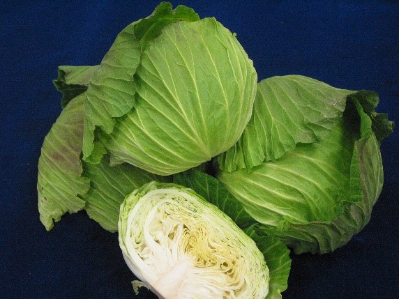 Cabbage ‘Taichung No. 1’