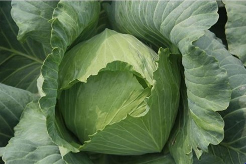 Cabbage ‘Taichung No. 2’