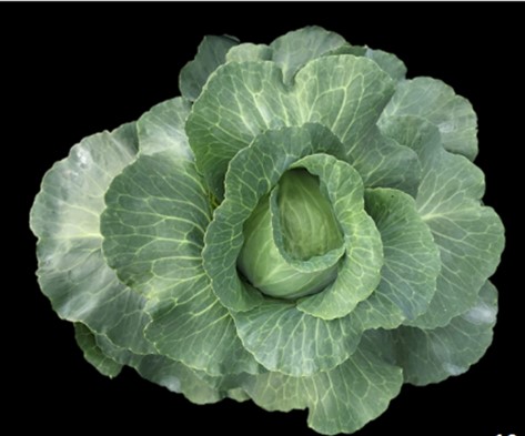 Cabbage ‘Taichung No. 3’