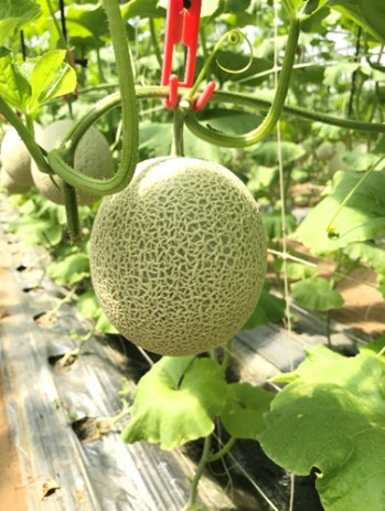 Melon ‘Taichung No. 2’