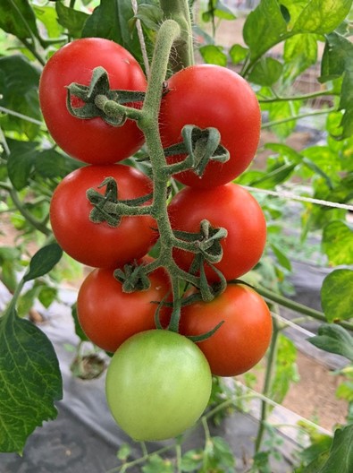 Tomato ‘Taichung WorldVeg No. 11’
