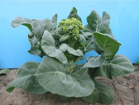 Chinese Kale ‘Taichung No. 1’