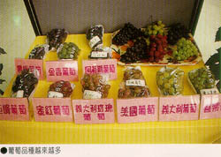 葡萄品種越來越多