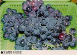 套袋葡萄果粉完整