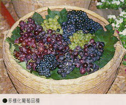 多樣化葡萄品種