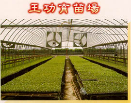 王功育苗場