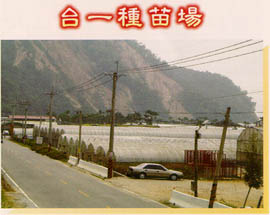台一種苗場