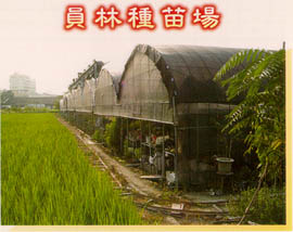 員林種苗場