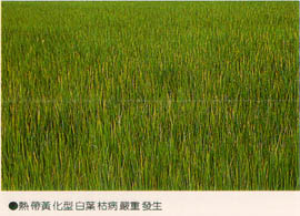 熱帶黃化型白葉枯病嚴重發生