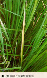 分蘗盛期上位葉全葉黃化
