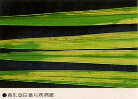 黃化型白葉枯病病徵