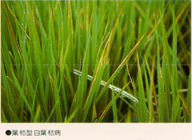 葉枯型白葉枯病