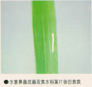 水象鼻蟲成蟲取食水稻葉片後的食痕