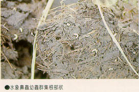 水象鼻蟲幼蟲群集根部狀
