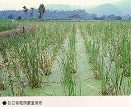 茭白筍罹病嚴重情形