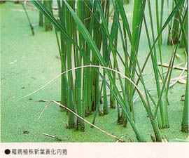 罹病植株新葉黃化內捲