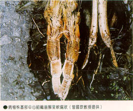 病植株基部中心組織崩解呈軟腐狀(曾國欽教授提供)