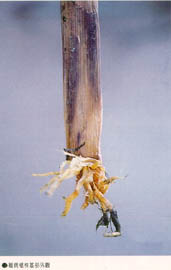 罹病植株基部外觀