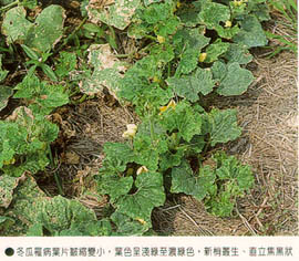 冬瓜罹病葉片皺縮變小，葉色呈淺綠至濃綠色，新梢叢生、直立焦黑狀
