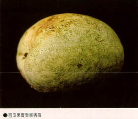西瓜果實受害病菌