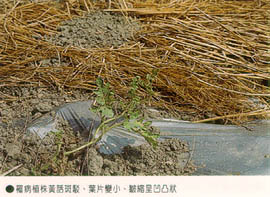 罹病植株黃化斑駁、葉片變小、皺縮呈凹凸狀