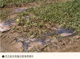 西瓜銀斑病田間發病情形