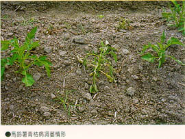 馬鈴薯青枯病凋萎情形
